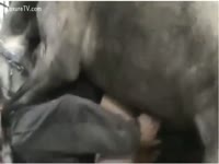 [ Beastiality Porn XXX ] fellow receives pounded by a nasty horse